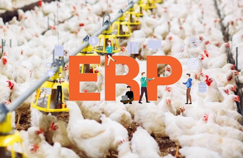 chicken farm erp free